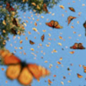 Meet your Posher, Laci